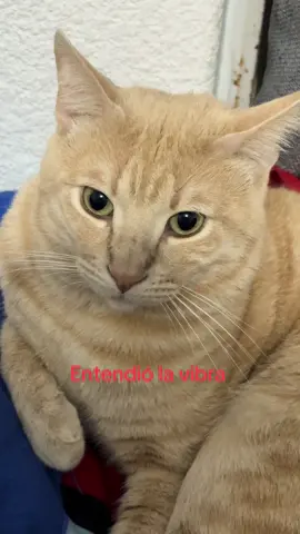 se agüitó el compa #juniorh #gato #fyp 