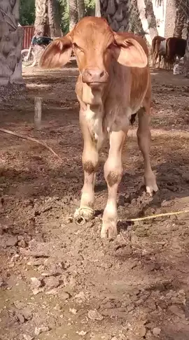 RESULT Kaptain 133/1 Lal Nukri Female Calf ❣️🔥