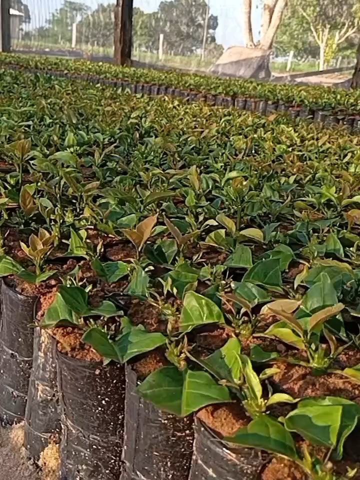 Thành công phụ thuộc vào những sự chuẩn bị trước đó, và khi thiếu đi những sự chuẩn bị đó thì thất bại là điều khó tránh khỏi”. Bất kể bạn làm gì, nếu muốn đạt được thành công, điều trước tiên là phải chuẩn bị thật kỹ càng. #HOANGNAMGROUP