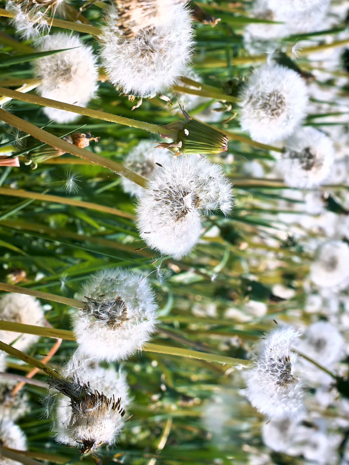 PARTE 6 | 8K VIDEOS #8k #8kvideos #4fps #60fps #fyp 