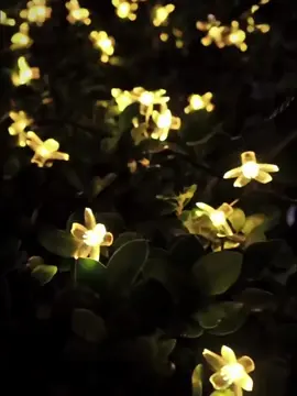 ✨🌸 Ilumina tus noches con un toque mágico de naturaleza. Estas luces LED en forma de flor de cerezo, alimentadas por energía solar, transforman cualquier espacio en un jardín de ensueño. 💫 Perfectas para tu jardín, terraza, camino o decoración navideña y de Halloween, se encienden automáticamente al anochecer 🌙 y llenan de color cada rincón sin gastar electricidad. 🌞 Resistentes al agua, ecológicas y súper fáciles de instalar — ¡solo colócalas donde quieras y deja que la magia florezca! 🌸✨ 🎄💐 Ideal para: fiestas, eventos, decoración exterior o crear ese ambiente romántico que todos aman. #DecoraciónSolar #LucesLED #JardínMágico #Navidad2025 #energíasolar 