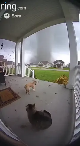 Ring Cam Captures Chihuahua and Cat Lifted by Tornado 🌪️ | Unreal AI Footage A Ring doorbell camera records a wild moment — a tiny Chihuahua barking and a Cat meowing at a tornado before being lifted by the storm. Hyper-realistic AI footage created with Sora 2. You won’t believe how real this looks! #RingCamera #AIVideo #Sora2 #Tornado #fyp 
