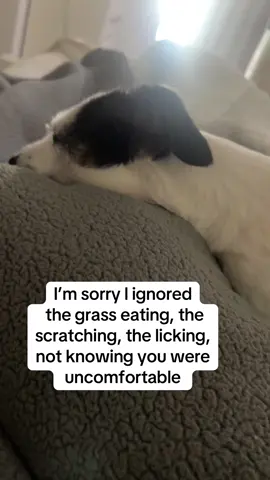 You have a dog, you gotta look into these #petlabco #ad #dog #dogsoftiktok @PetLab Co. 