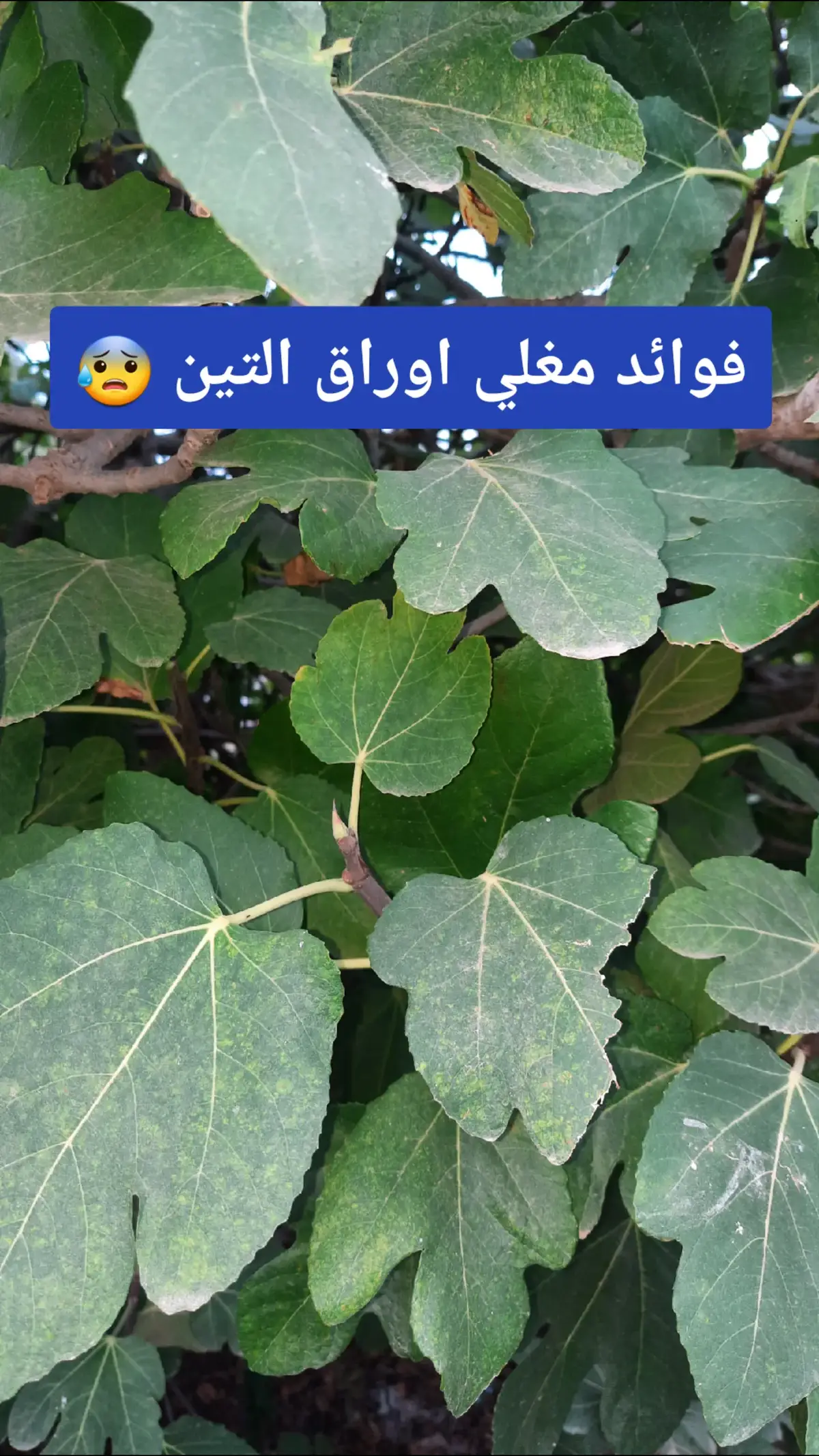 فوائد مغلي اوراق التين 😰 #اوراق #التين #فوائد #four #fyp 