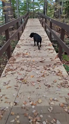 This is a whole vibe ❤️#dog #staphshire #Maine #fall  🍃 🍂 🍁 🍃 🍂 🍁 🍃 