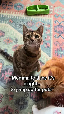 Sweetie accepts pets like this and this only😁🐬 #catlife #catlover