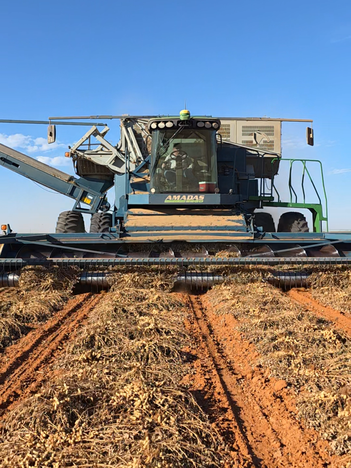 eat some peanuts  #peanuts #agriculture #farming 
