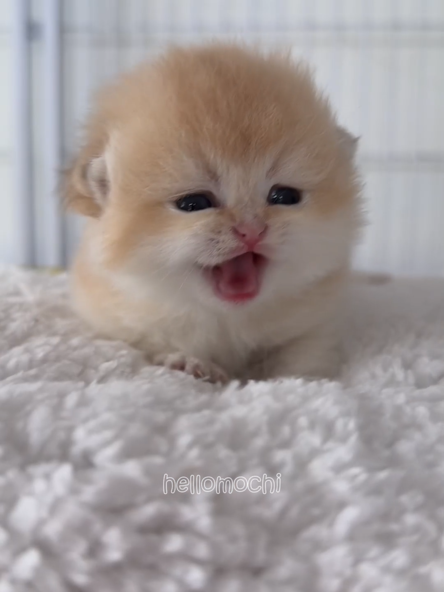#kittensoftiktok #cutecat #catsoftiktok #catlover #funnyvideos #cat #catlovers #kitten #hellomochi #funny #funnyoftiktok #meowingkitten #meowing