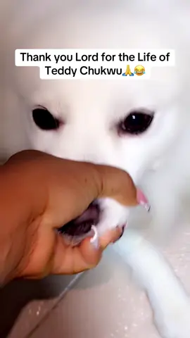 I never see who like prayer pass Teddy but him never still repent😂 Let’s hope for the best this time.#dogsoftiktok #puppiesoftiktok #funnydogs #doglovers #americaneskimo 