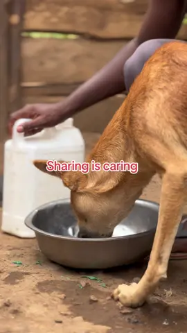 #animallovers #govitalvideotiktok #hanningtondogsshelter #usa🇺🇸 #foryoupage❤️❤️ 
