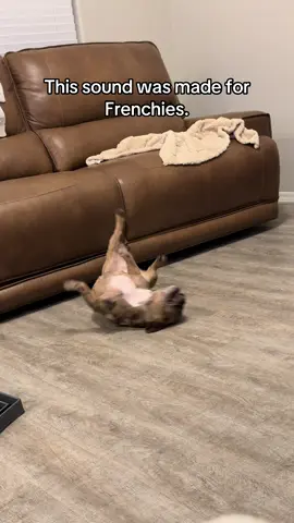 Another day of crackhead behavior. #frenchiethings #frenchielife #frenchiesociety #frenchiesoftiktok #stormythefrenchie 