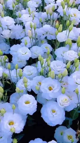 Rəngarəng güllər 🌺🌹🌼🌸 #azerbaycan #azerbaijan #tiktok #baku #music 