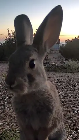 #desertcottontail #wildrabbits 