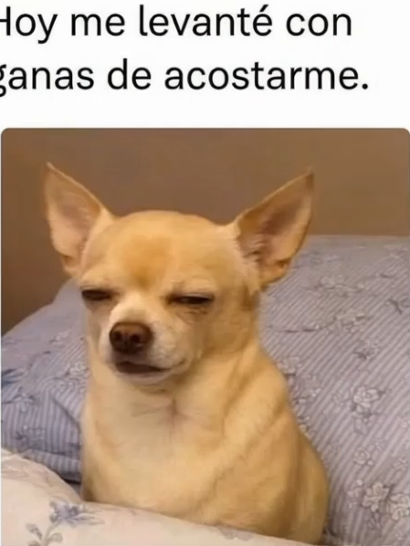 #😎 #fyp #fypp #foryoupage #foryou #prime #humor #video #meme #pov #povs #stories #real #reels #factos #fyppppppppppppppppppppppp #dog #sleep