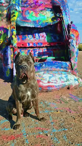 #cadillacranch #canecorso  #spraypaintingcolors 