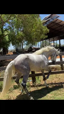 Ehhh cavalo🔥 #fypppppppppppppppppppppp #foryou 