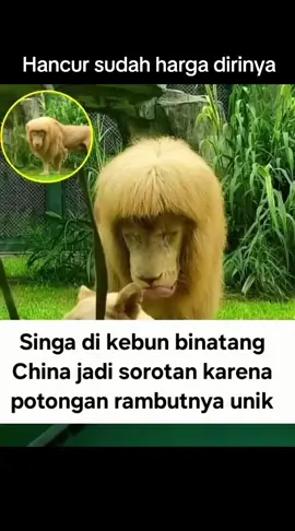 Kira² jad jinak gak ya? 🤔 #singa #viral  #china #trending #fyppppppppppppppppppppppp 