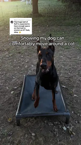 Replying to @16 pastorr Go argue with ya mom. ✋🏻#doberman #dogtok #dogcommunity #hasanpiker #fyp