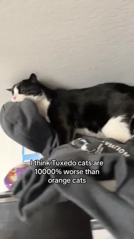 The most evil thing known to man #catsoftiktok#tuxedocat#cats#fypppp#cat