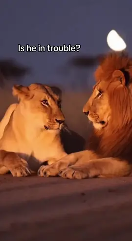 Lion King wakes up the Queen. Is he in trouble? Is this you? #lionking #lioness #ai #sora #funnyanimals