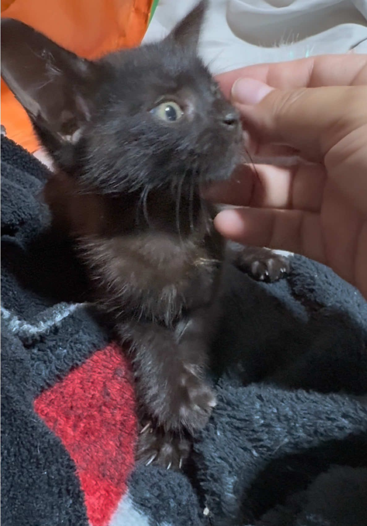 Please send us all the love, good vibes and light. Midnight and I need it, feeling bummed out. #fyp #catlady #fosterkittens #gatos #catlover 