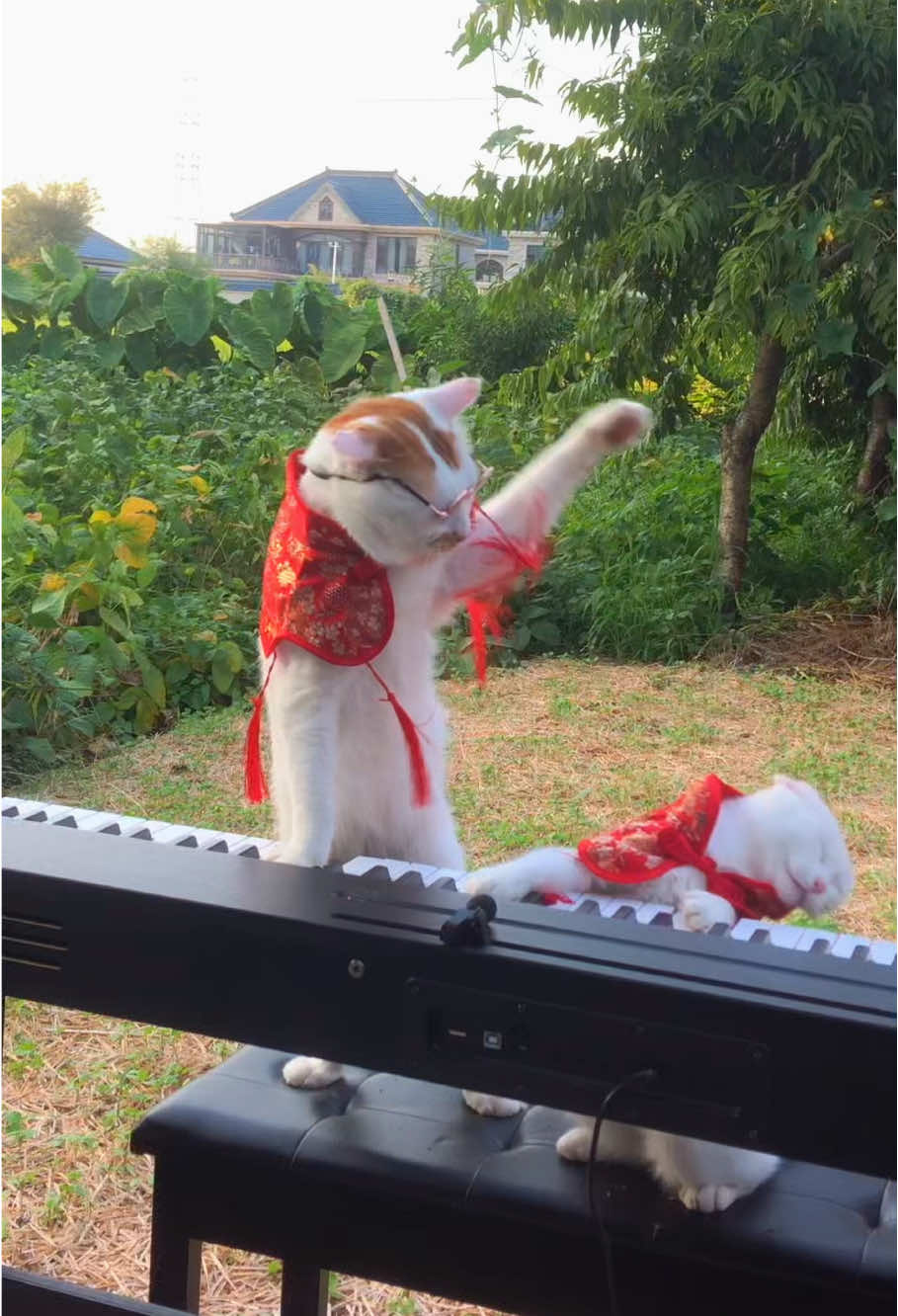 I love you 💕 #catsoftiktok #cat #wedding #cute #piano 