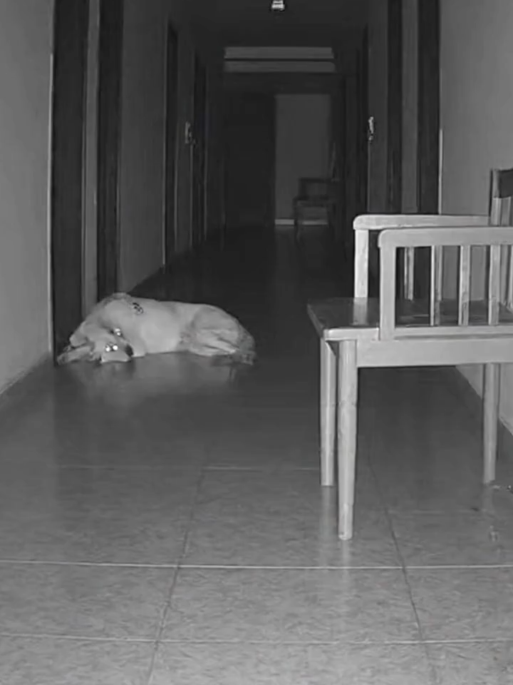 Cámara capta actividad paranormal real en pasillo Una silla se mueve sola y el perro reacciona como si viera algo. No hay viento, no hay personas… Solo silencio y una presencia. #3AM #ParanormalReal #ShortViral #Viral #Shorts