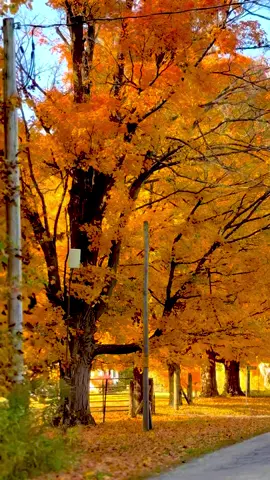 #autumn #autumnvibes #october #fallincanada #foryou 