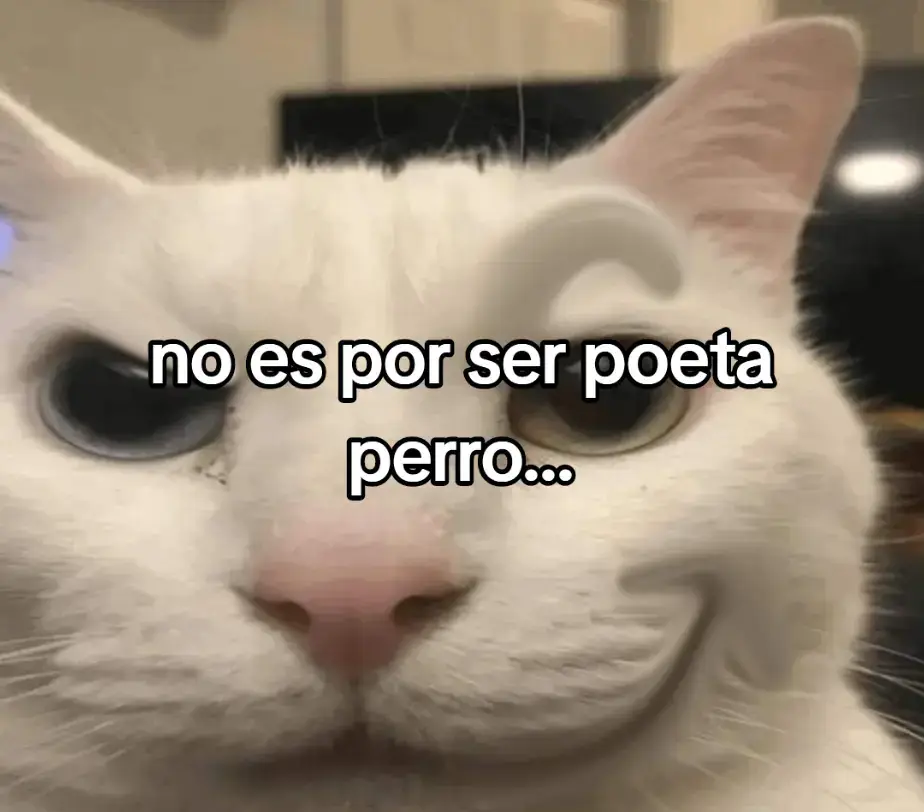 #Isa_blox: #gatos #parati:)