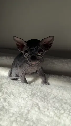 Sweet little gremlin.. #gremlin #sweetkitten #cutekitten #sphynxkitten