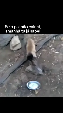 #brasil #engracado #brasileirao 