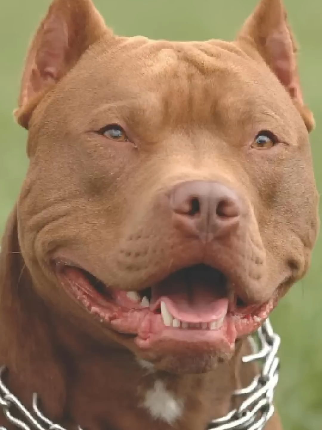 Os 5 cães proibidos ao redor do mundo! #pitbull #dogoargentino #kangal #animal #curiosidades -