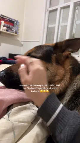 ele baixando as orelhas imediatamente quando ouviu o tadinho  #cachorros #pastoralemao #dogsofttiktok 