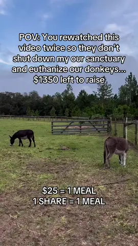 Your help is our hope #donkeysoftiktok #usa_tiktok #usa🇺🇸 #ponylove #donkeys 