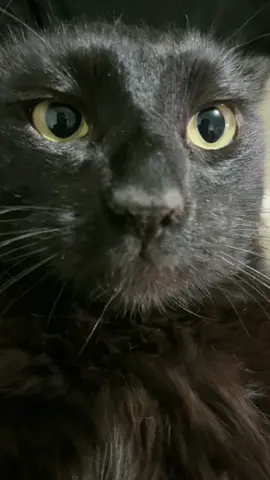 Cuando no dejo salir a mi gato #omg #paratiiiiiiiiiiiiiiiiiiiiiiiiiiiiiii #funny #comedia #fypp 
