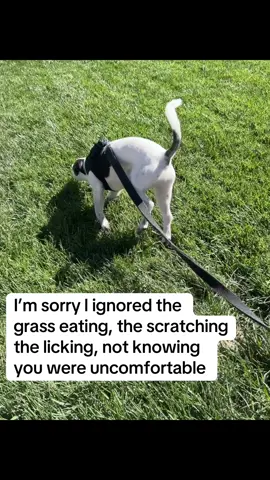 You have a dog, you gotta look into these  #ad #dog #dogsoftiktok @Fifth & Fido 
