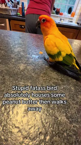 Evil evil creature #sunconure #evilbird #parrot #evilparrot #evil 