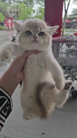 đưa em về nhà mới 🏠 #sieuthigoTraVinh #meoanhtravinh