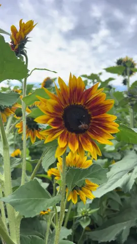 Aye. Watching this lil one chillin on the sunflower. 🌻 🐝 