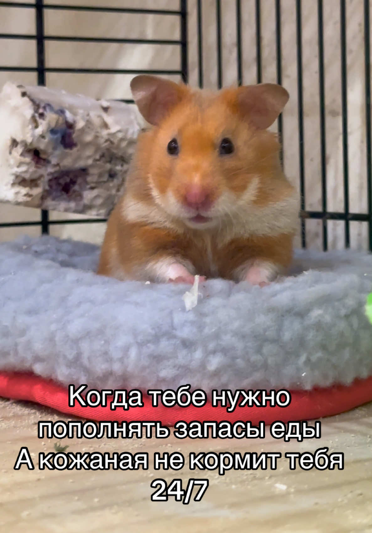 Бедняжка 🤷‍♀️🤣🤭#хомяк #рекомендации #рекомендації #хомяки 