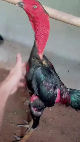 #xuhuongtiktok #gà_chọi_việt_nam  ngắm gà đi cả nhà ơi ##xuhuongtiktok #nhiều 
