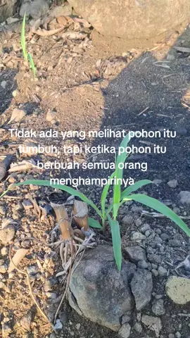 umur 12 hst udane malah lungo😪 #jagung #petani #petanimuda #petanijagung #fyp 