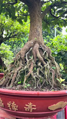 4quy ghep da phúc a,e cần lien hệ e##maivàngbonsai ##caybonsai ##maivàngghépdaphúc 