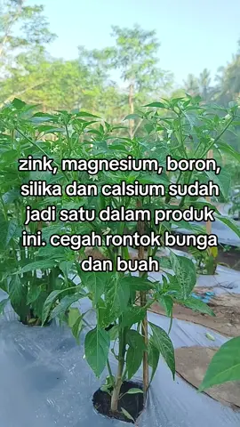Pupuk Kalsium cegah rontok bunga dan buah #petaniindonesia🇮🇩🇮🇩🇮🇩🌿🌿 #petanimuda #fyp 