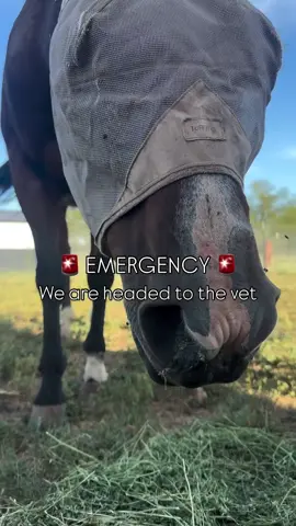 During tonight’s feeding, we noticed JoJo struggling to breathe even worse than upon her intake. We took her temperature because we noticed some coughing and nasal discharge. Her temp was at 104.2 which is very high. A normal temp for a horse is 101.5. After talking to the emergency vet, we were instructed to bring her in. Jojo will need all of your prayers and donations as this is an unexpected cost. We will keep you all updated ❤️‍🩹