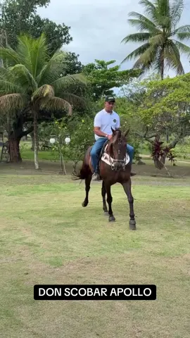 DON SCOBAR APOLLO HLC