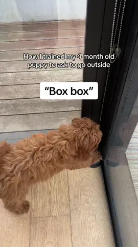 Pit stop time #puppytiktok #f1 #boxbox #dogsoftiktok #formula1 