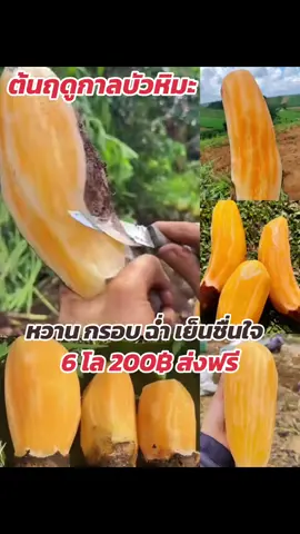 #บัวหิมะสดจากดอย #บัวหิมะดอยอ่างขาง #บัวหิมะ 
