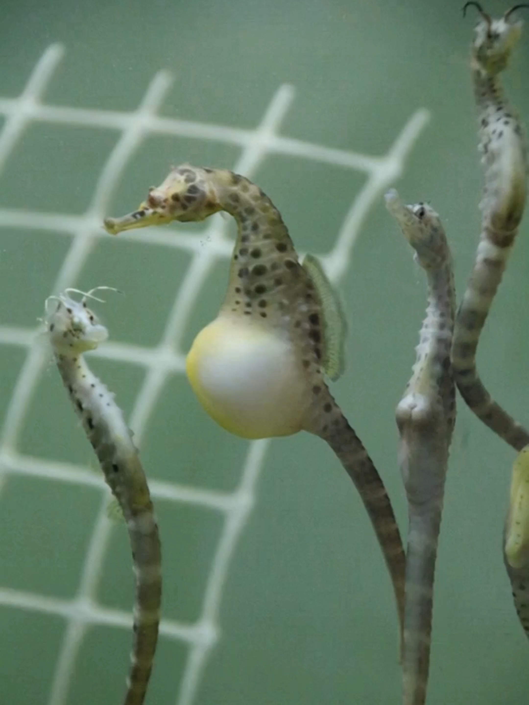 Fun fact: Male seahorses get pregnant! The female places her eggs in his pouch — which acts like a womb, nourishing the babies. When it's time, the male seahorse goes into labor and gives birth to hundreds of tiny seahorses.
