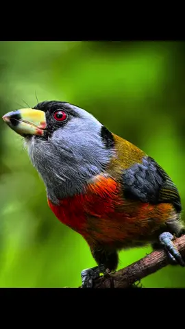 Aves de Colombia disfruta esta hermosa especie tucán barbudo (Semnornis ramphastinus) #birds #colombia #avesdecolombia #naturalezacolombiana #trekking 
